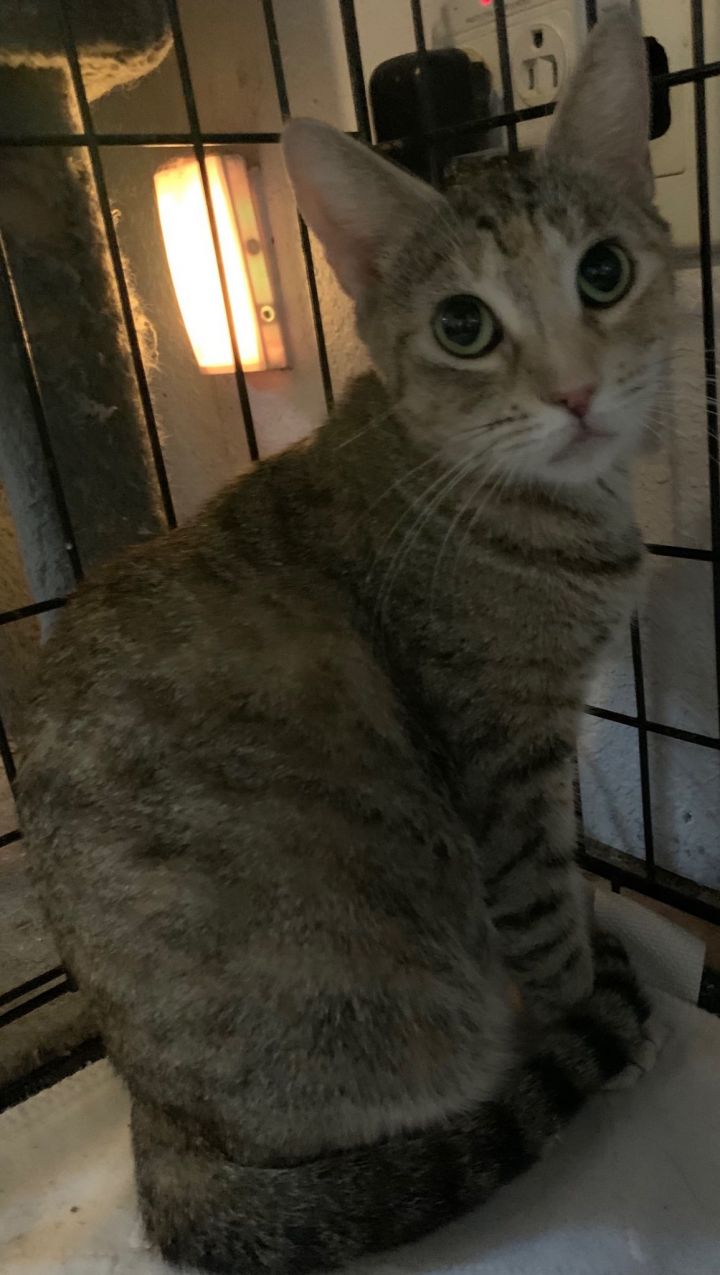 Cat for adoption - Louis Vuitton , a Bengal in Miami Beach, FL