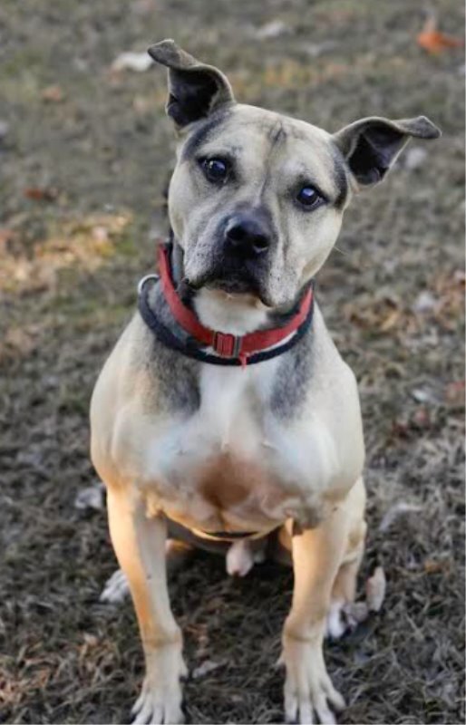 Dog For Adoption Gulliver A German Shepherd Dog Pit Bull Terrier Mix In Camden De Petfinder