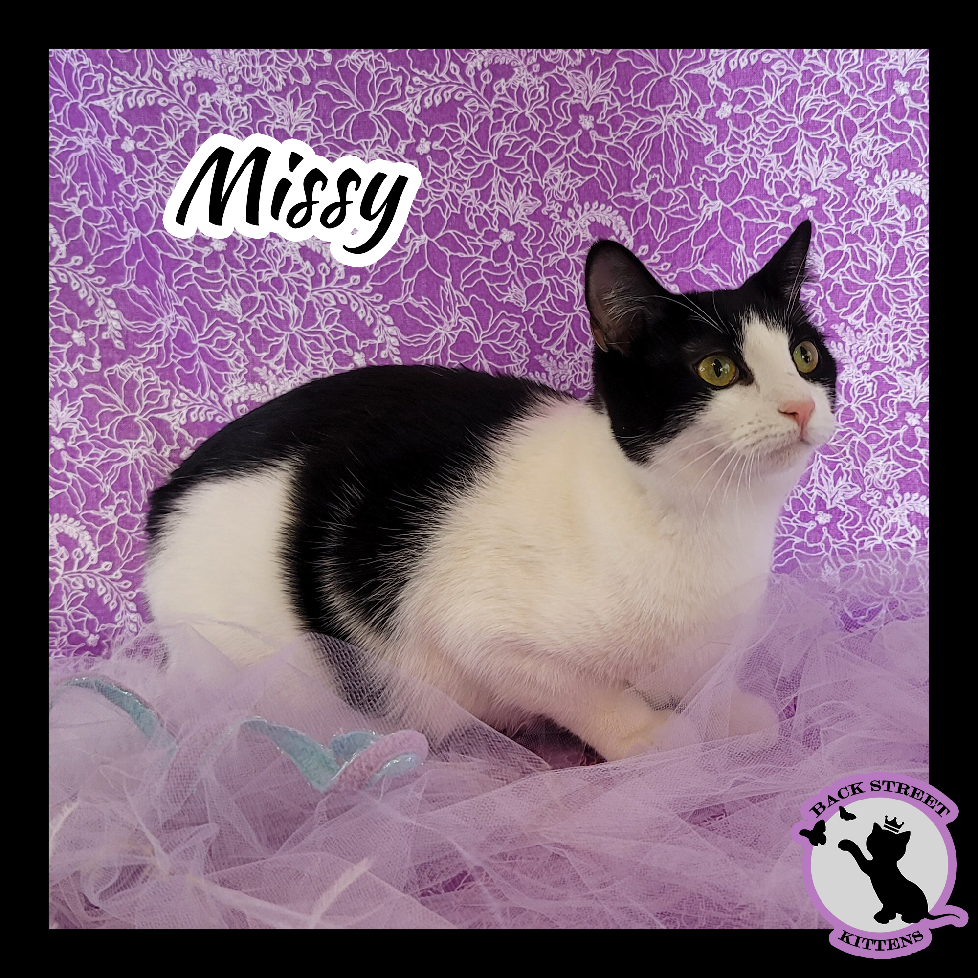 Missy, an adoptable Domestic Short Hair in Dacula, GA, 30019 | Photo Image 6