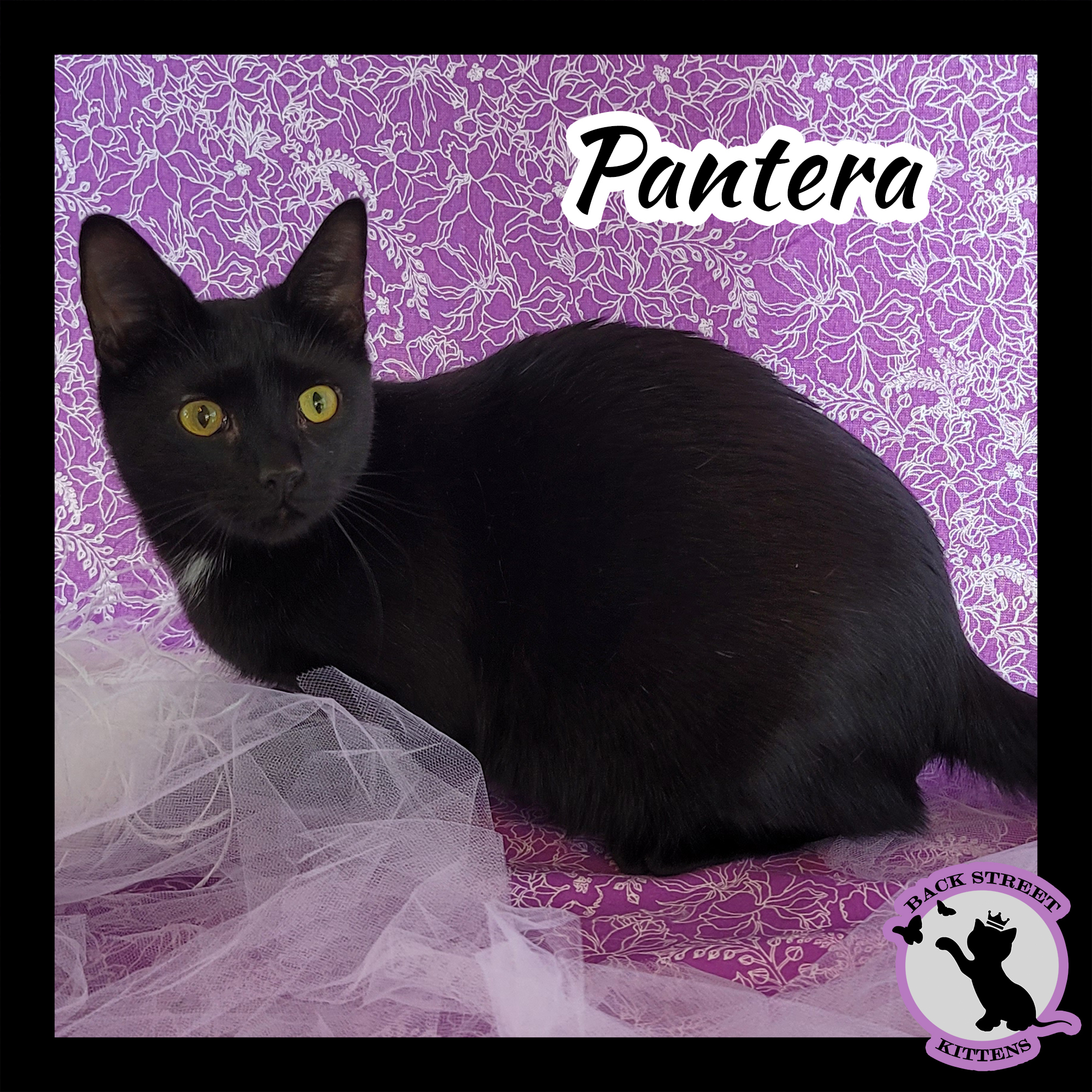 Pantera, an adoptable Domestic Short Hair in Dacula, GA, 30019 | Photo Image 2