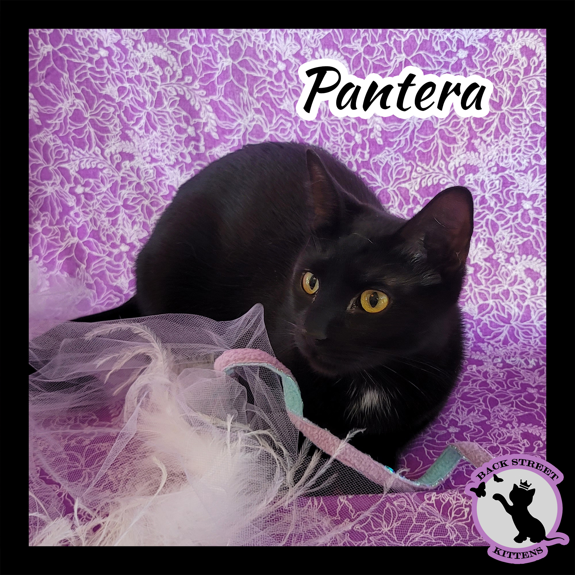 Pantera, an adoptable Domestic Short Hair in Dacula, GA, 30019 | Photo Image 3