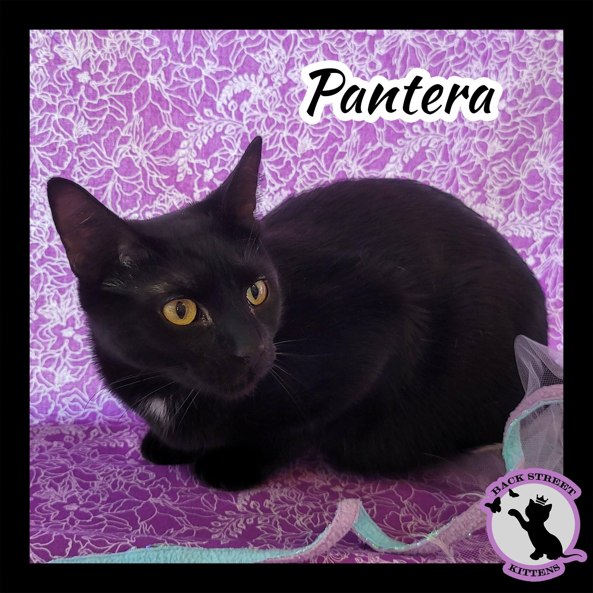 Pantera, an adoptable Domestic Short Hair in Dacula, GA, 30019 | Photo Image 4