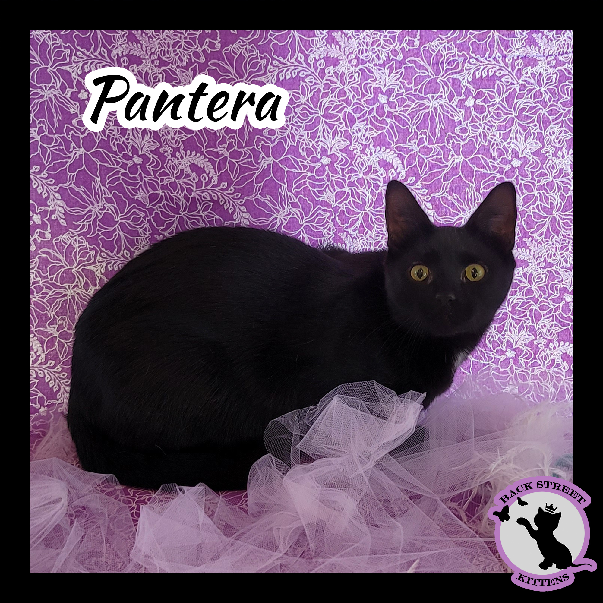 Pantera, an adoptable Domestic Short Hair in Dacula, GA, 30019 | Photo Image 5