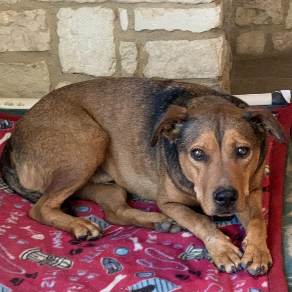 Rudy, an adoptable Shepherd, Mixed Breed in Dallas, TX, 75201 | Photo Image 2