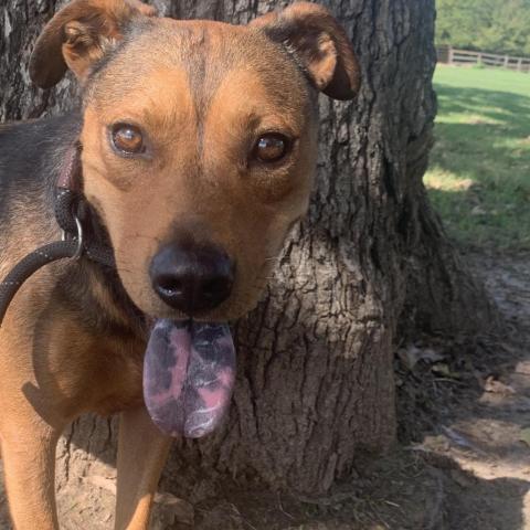 Rudy, an adoptable Shepherd, Mixed Breed in Dallas, TX, 75201 | Photo Image 3