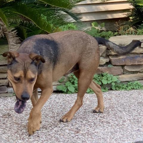 Rudy, an adoptable Shepherd, Mixed Breed in Dallas, TX, 75201 | Photo Image 4