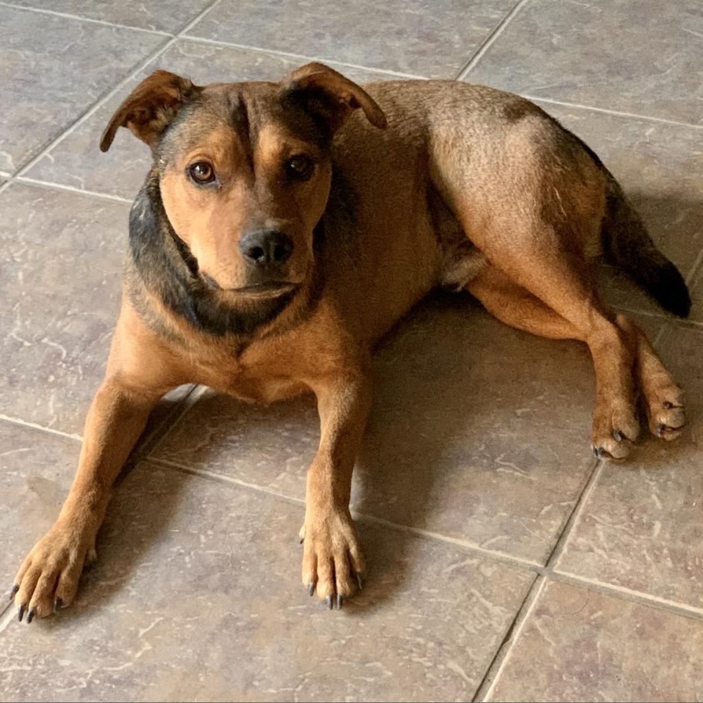 Rudy, an adoptable Shepherd, Mixed Breed in Dallas, TX, 75201 | Photo Image 5