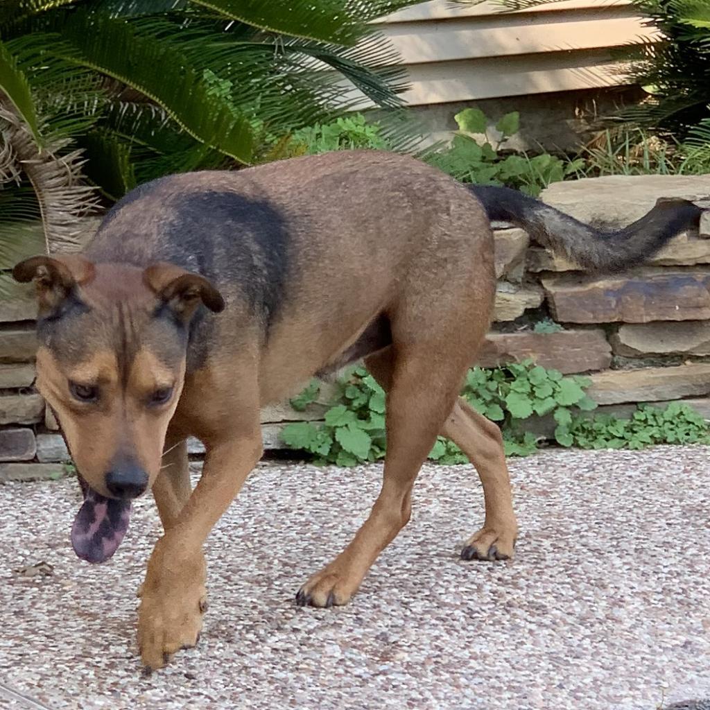 Rudy, an adoptable Shepherd, Mixed Breed in Dallas, TX, 75201 | Photo Image 6