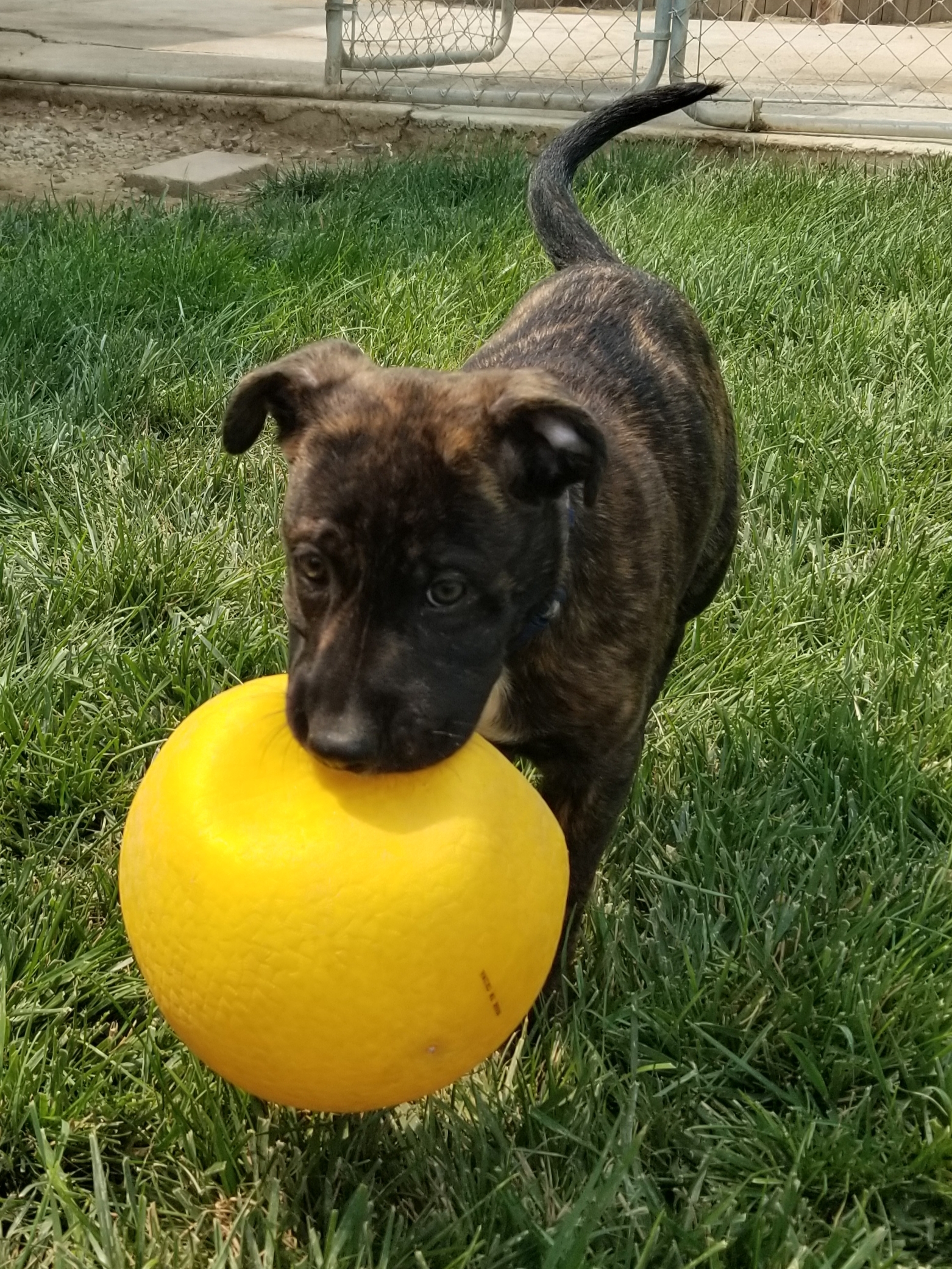 Rossi, an adoptable American Bully, German Shepherd Dog in Cantua Creek, CA, 93608 | Photo Image 2