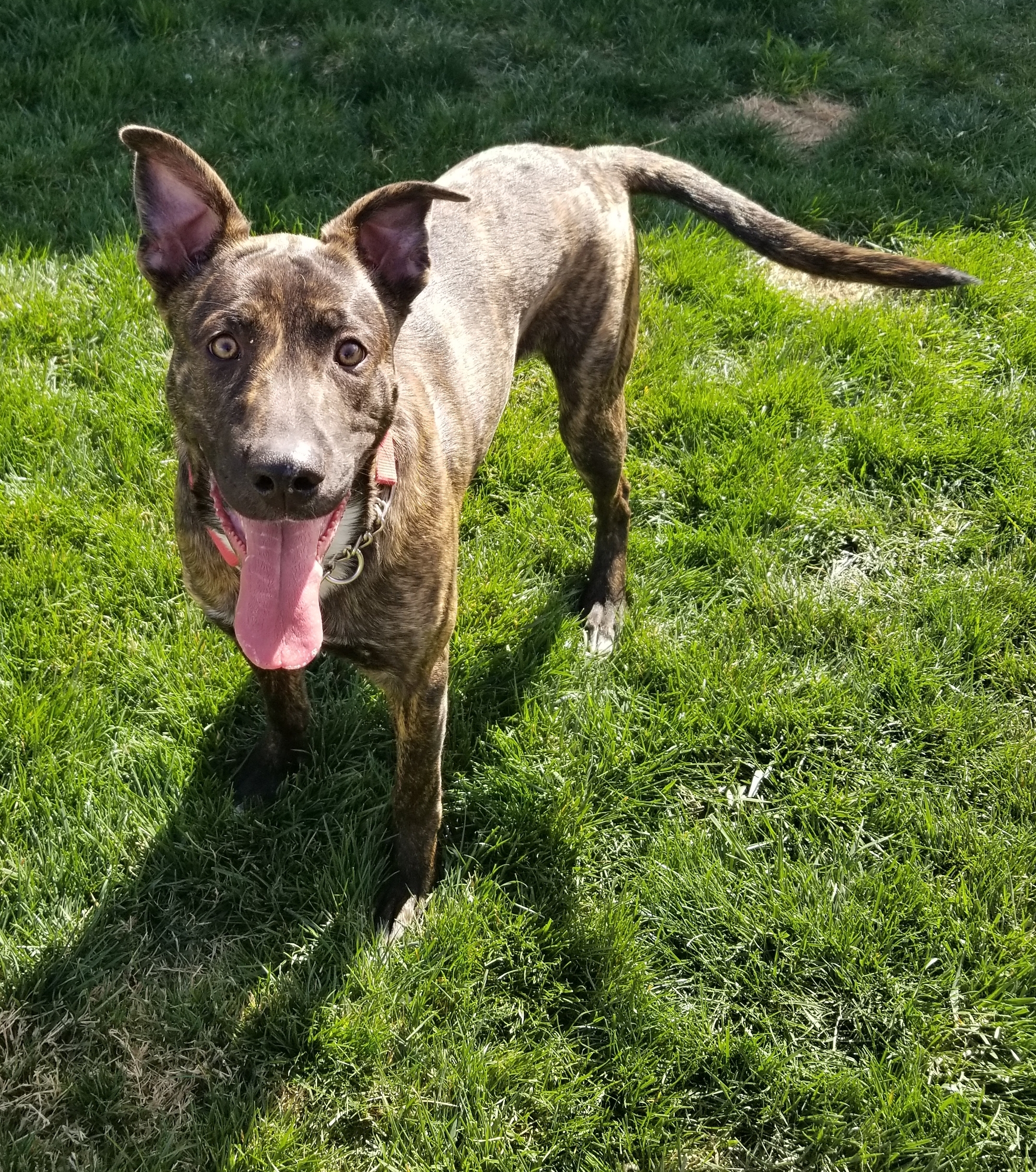 Brindle pit hot sale german shepherd mix