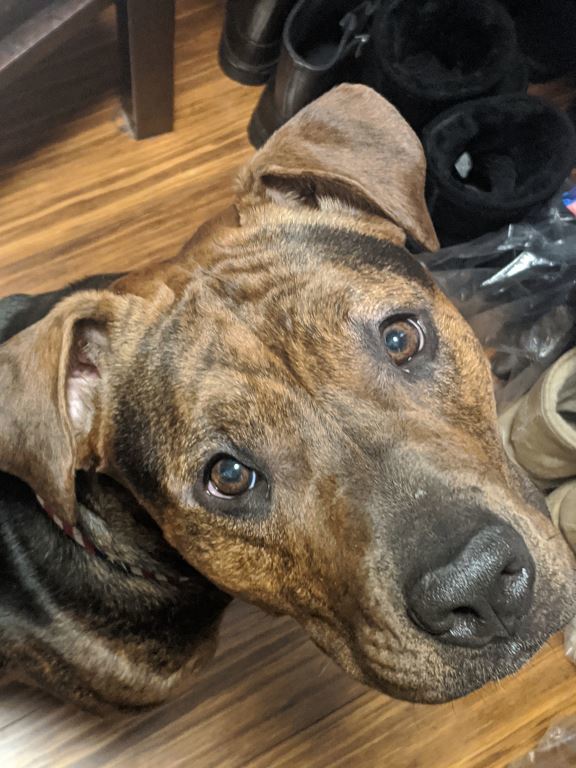 Indie, an adoptable Pit Bull Terrier, Mixed Breed in Cantua Creek, CA, 93608 | Photo Image 1