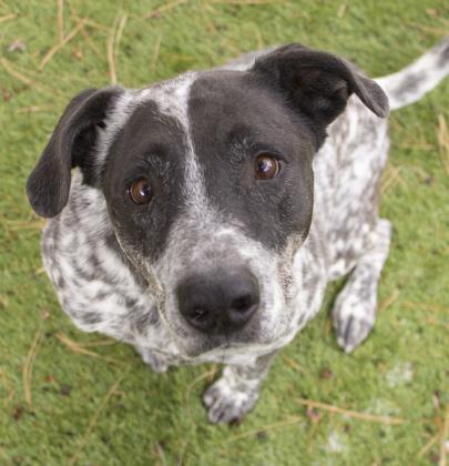 Dog For Adoption Baloo A Pointer Mix In Flagstaff Az Petfinder