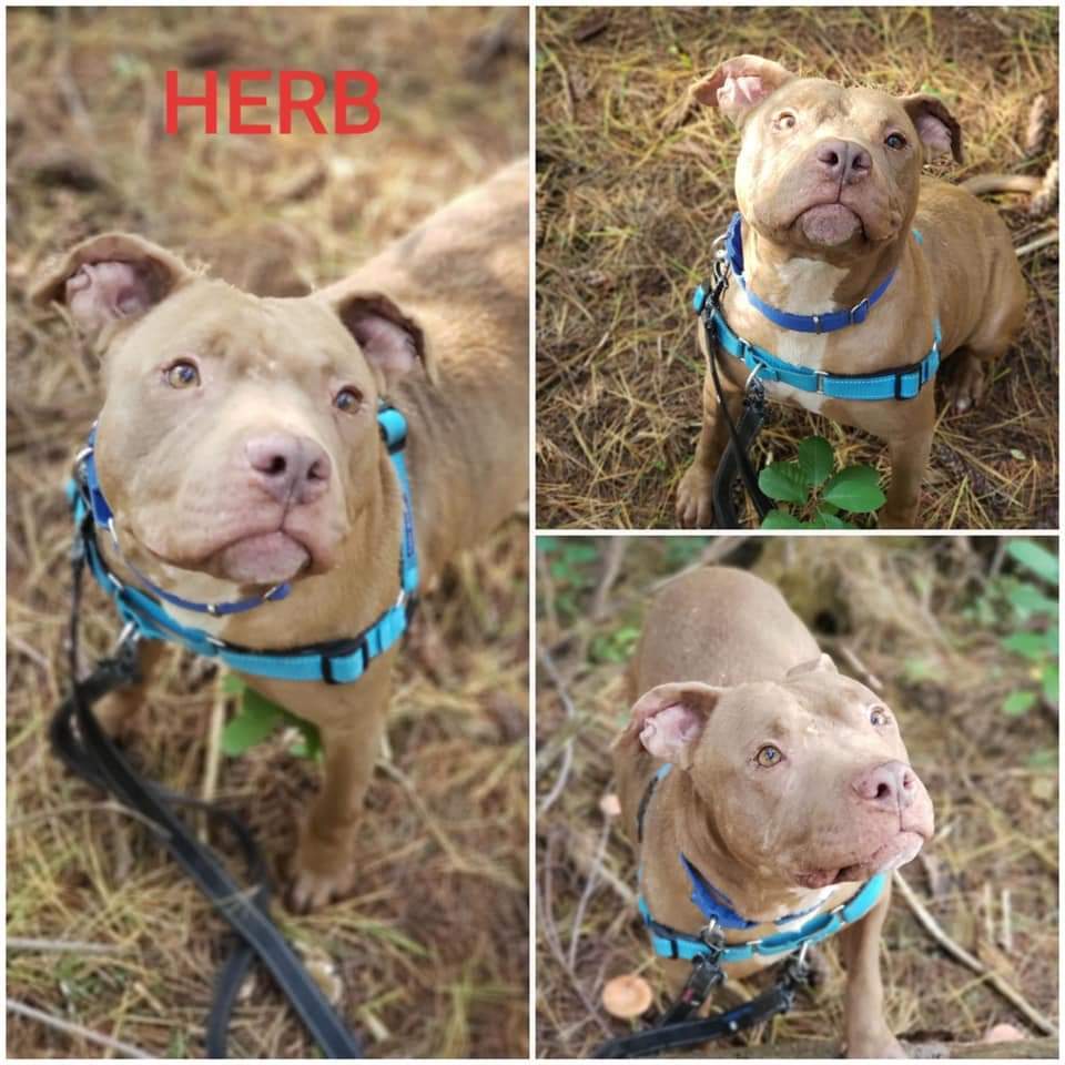 Herb, an adoptable Pit Bull Terrier in Warren, OH, 44485 | Photo Image 1