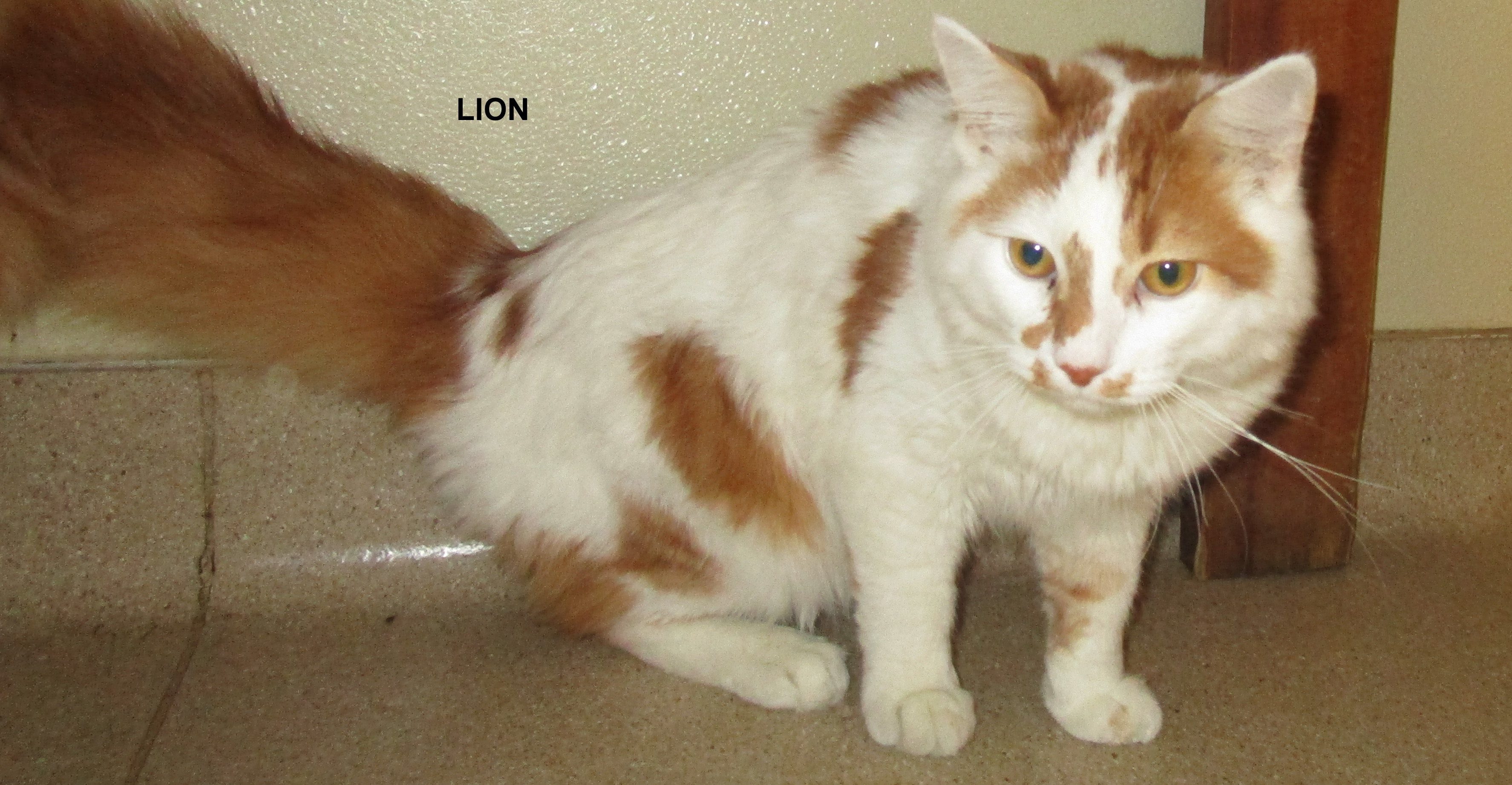 domestic lion cat