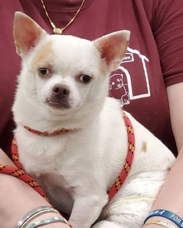 Hugo, an adopted Chihuahua in Cincinnati, OH_image-1