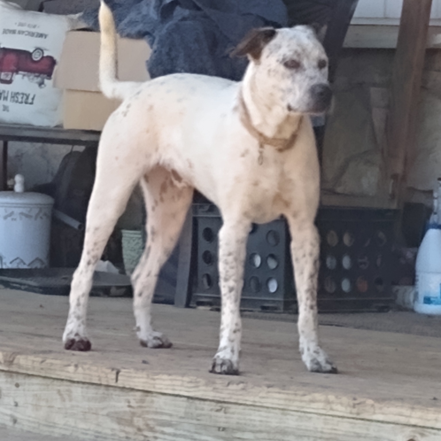 Reggie, an adoptable Australian Cattle Dog / Blue Heeler in Fort Worth, TX, 76126 | Photo Image 2