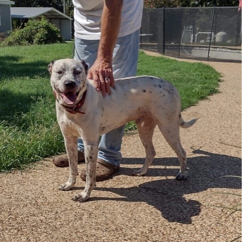 Reggie, an adoptable Australian Cattle Dog / Blue Heeler in Fort Worth, TX, 76126 | Photo Image 4