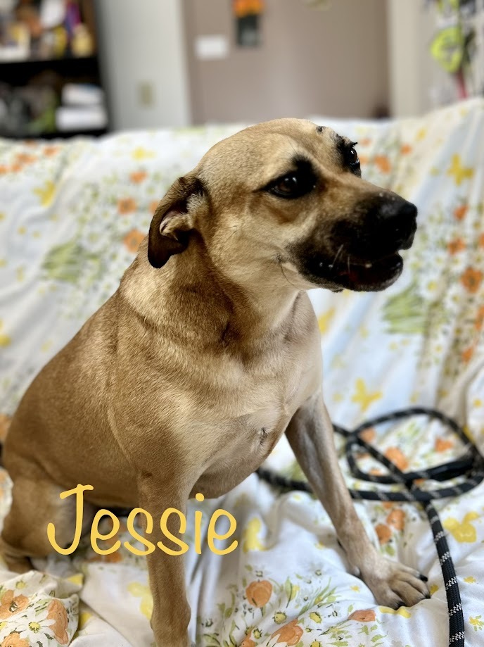 Jessie, an adoptable Terrier in Springfield, OH, 45502 | Photo Image 1
