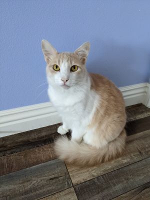 Nestor is a 3 year old neutered male sweetheart He and his brother Jimmy are looking for a lovin
