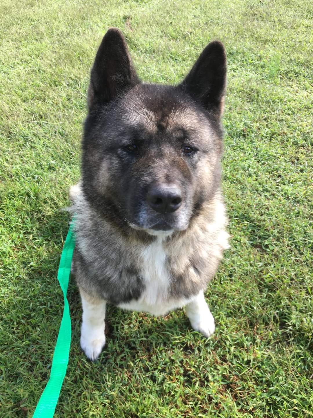 Taft, an adoptable Akita in Covington, GA, 30014 | Photo Image 1