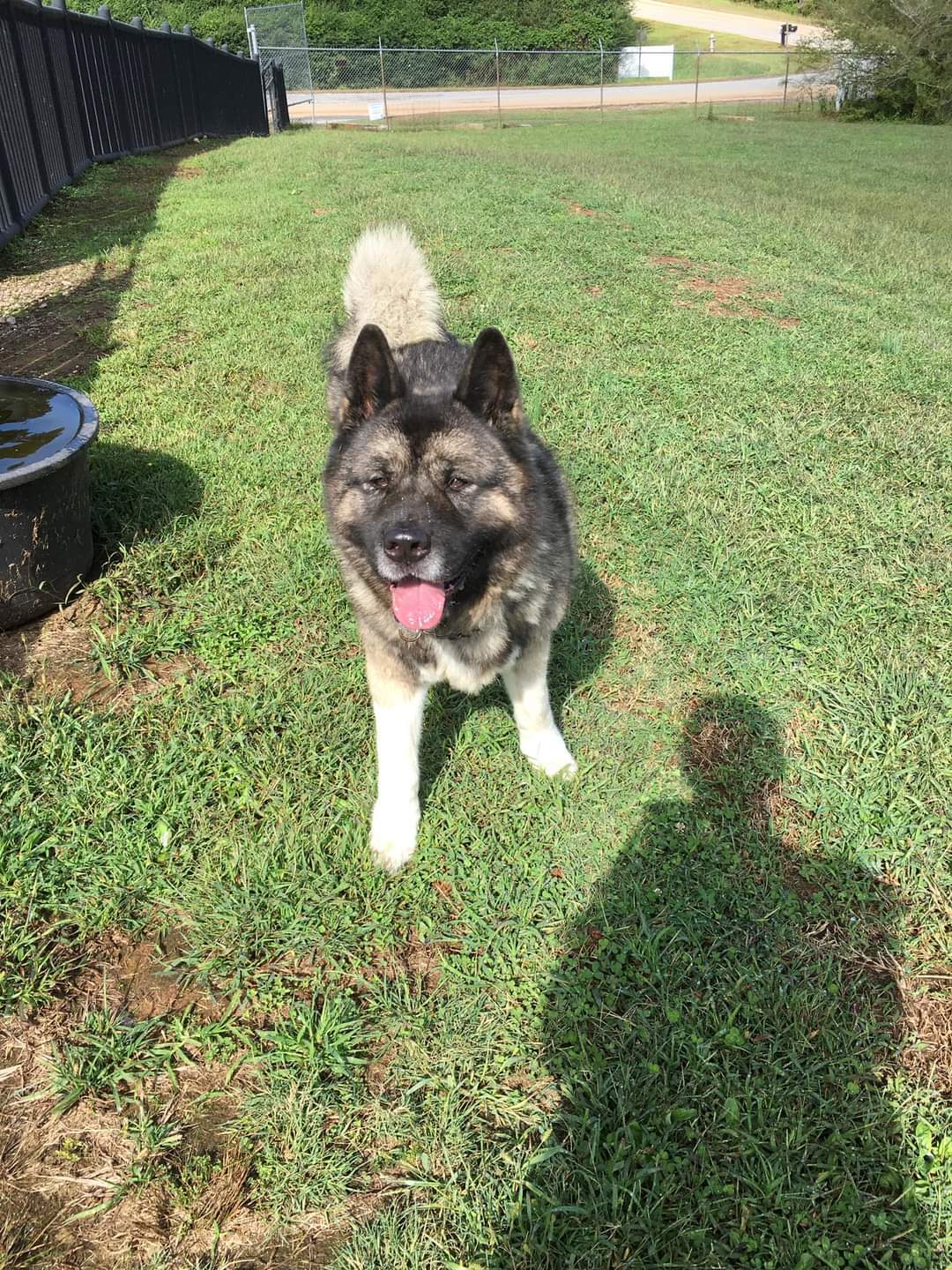 Taft, an adoptable Akita in Covington, GA, 30014 | Photo Image 4