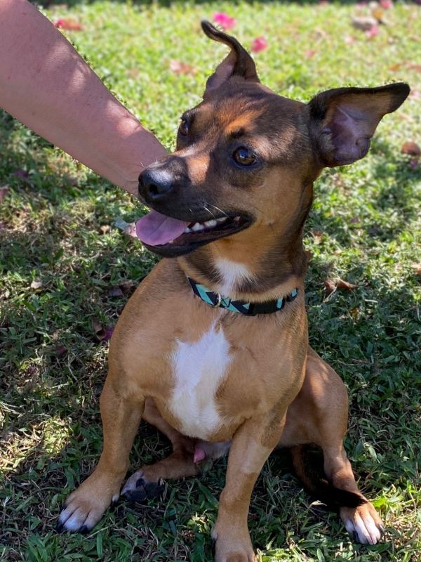 All Rescued Dogs Available for Adoption in Port Saint Lucie, FL | Paws ...