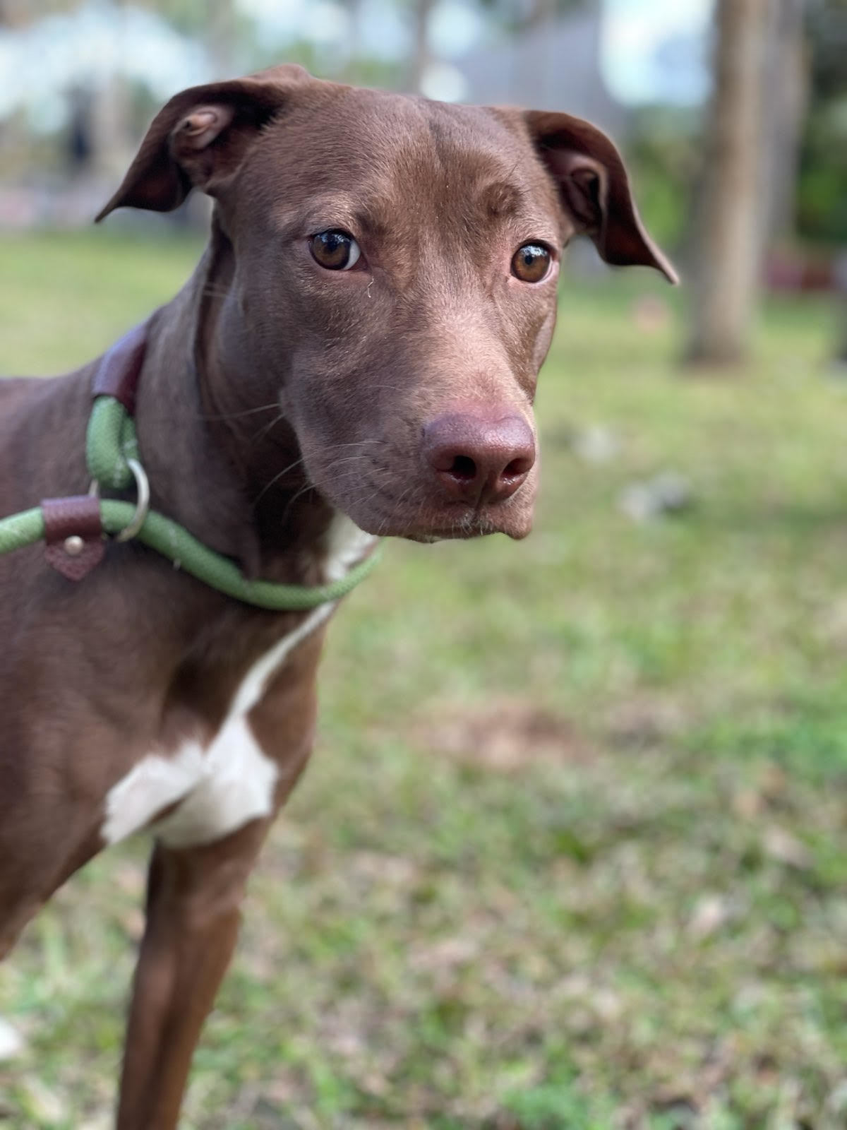 Tiara, an adoptable Whippet, Hound in Lake Worth, FL, 33460 | Photo Image 2