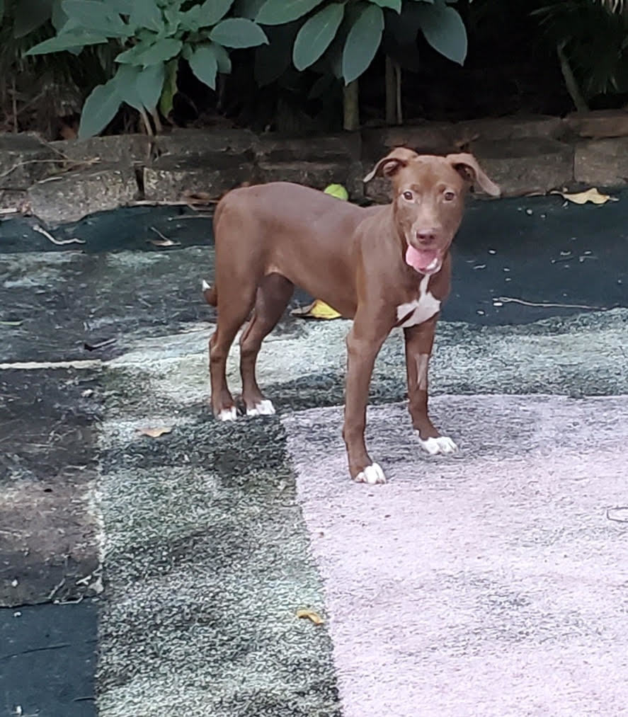 Tiara, an adoptable Whippet, Hound in Lake Worth, FL, 33460 | Photo Image 3
