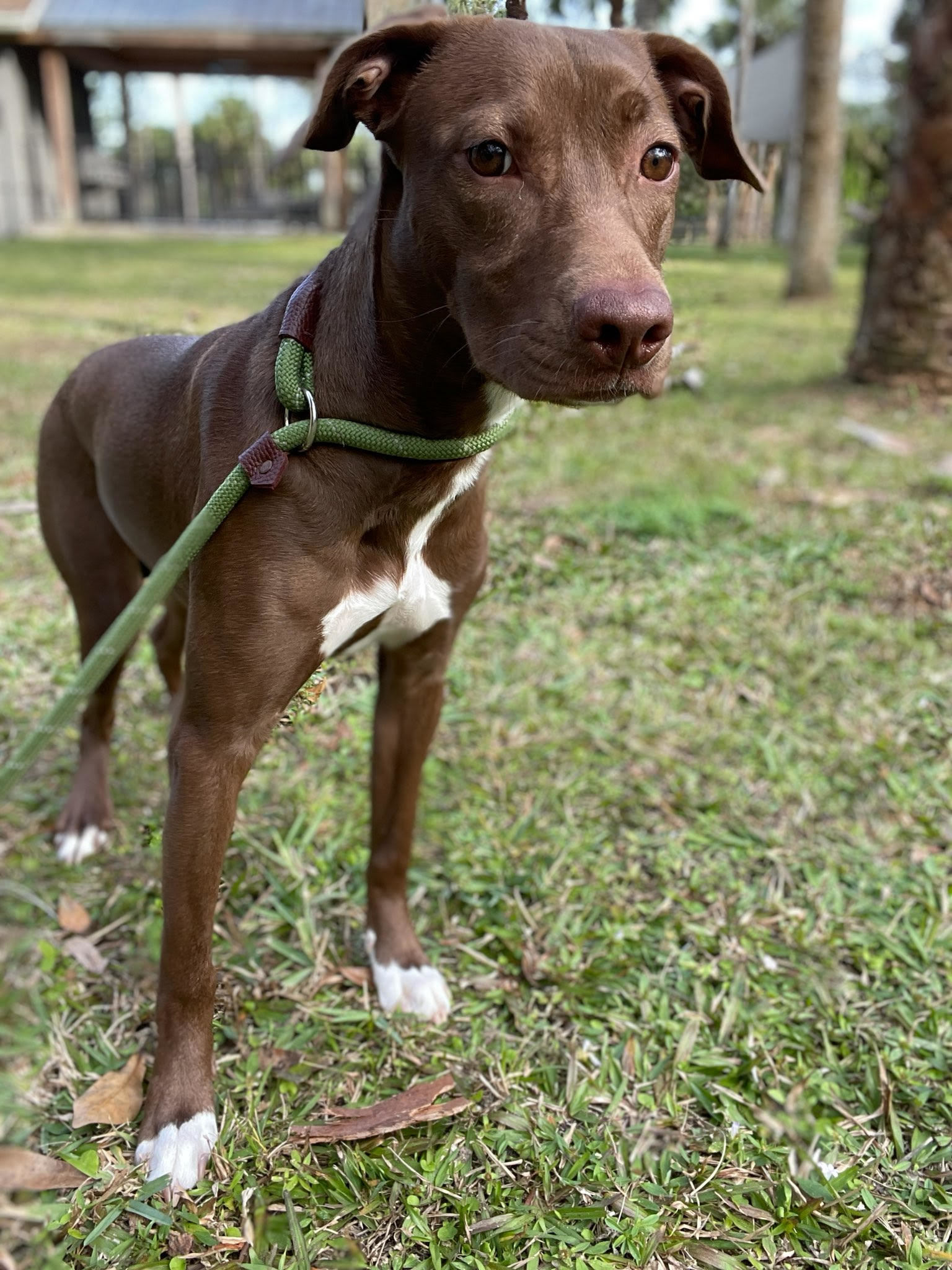 Tiara, an adoptable Whippet, Hound in Lake Worth, FL, 33460 | Photo Image 4