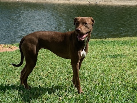 greyhound chocolate lab mix