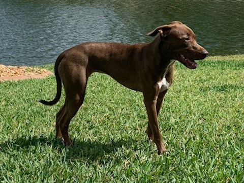 Tiara, an adoptable Whippet, Hound in Lake Worth, FL, 33460 | Photo Image 6