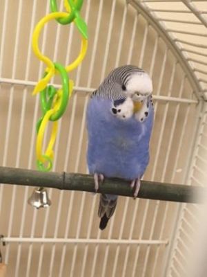 Adopt Ozzy a Parakeet (Other) | Male Parakeet Adoption in Annapolis MD ...