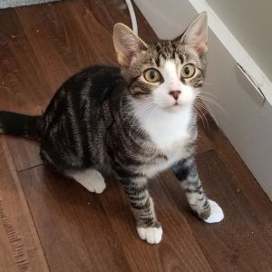 Cats For Adoption Near Long Island City Ny Petfinder