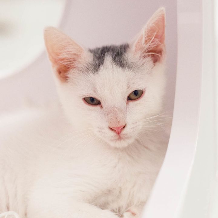 Dianthus, an adopted Domestic Short Hair in Ponte Vedra, FL_image-3