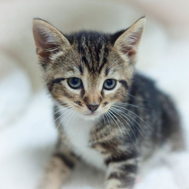 Merrick, an adopted Domestic Short Hair & Tabby Mix in Ponte Vedra, FL_image-2