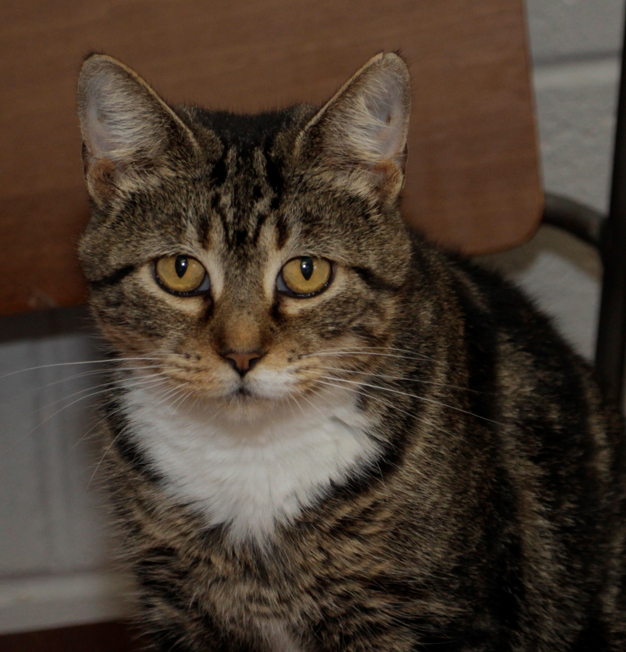 Cat for adoption - Tana, a Domestic Short Hair Mix in ...