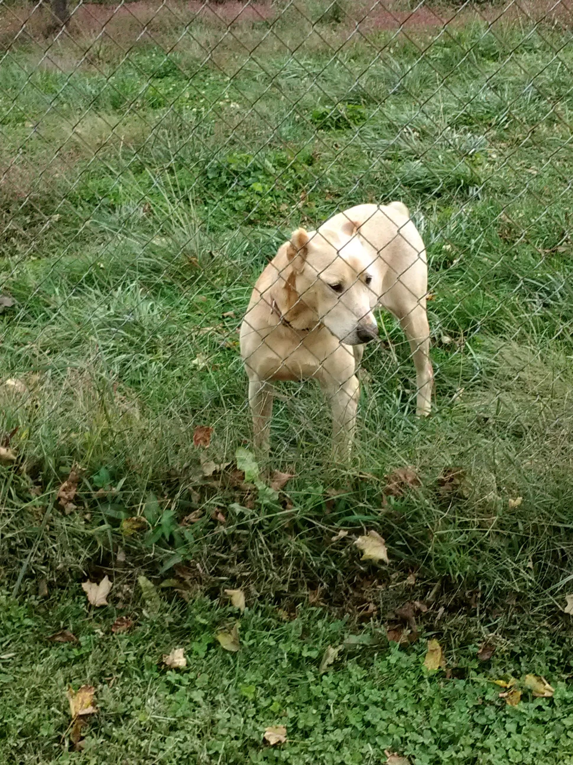 Annie, an adoptable Labrador Retriever in Crown point, IN, 46307 | Photo Image 1