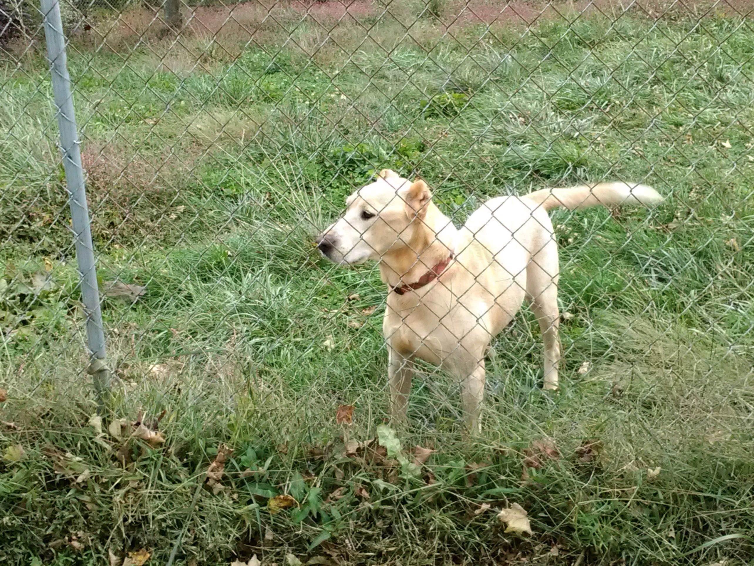 Annie, an adoptable Labrador Retriever in Crown point, IN, 46307 | Photo Image 2