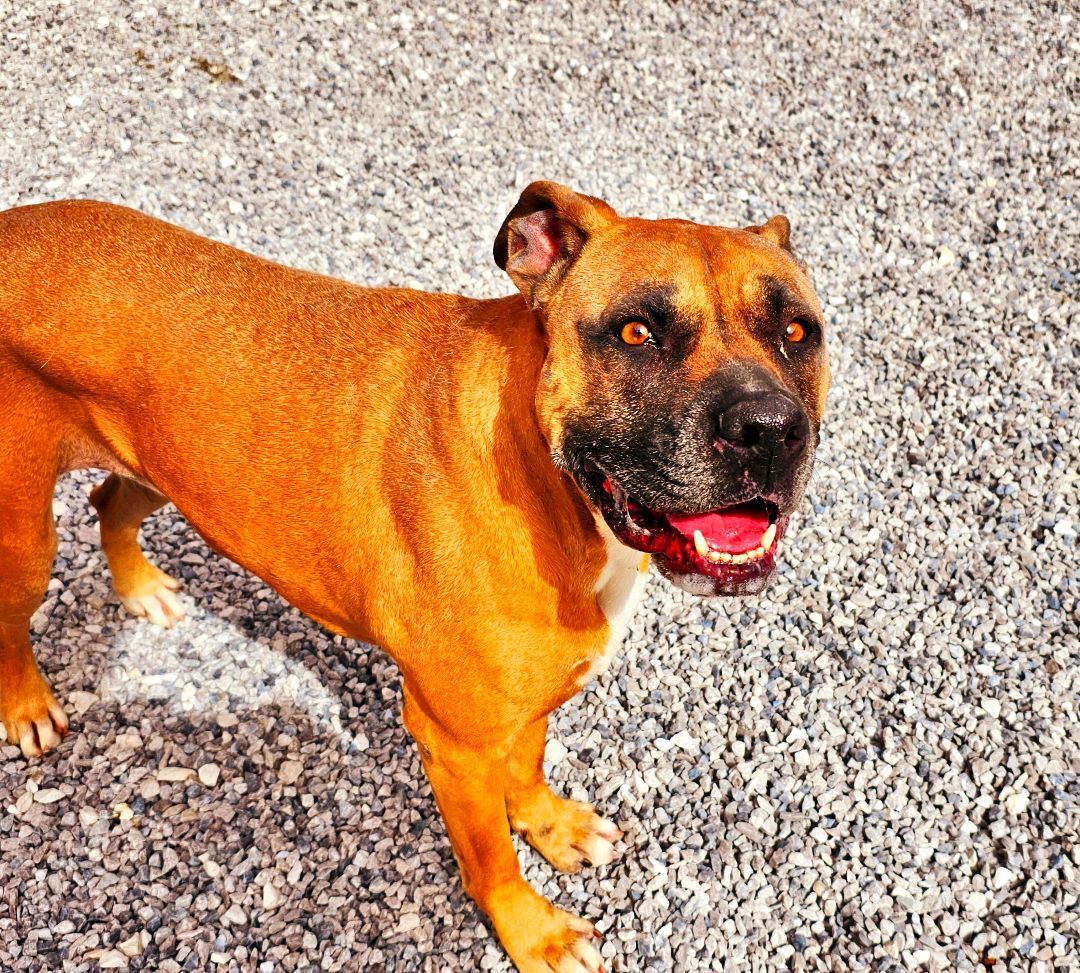 Darcy, an adoptable Boxer, Staffordshire Bull Terrier in Lowell, AR, 72745 | Photo Image 1