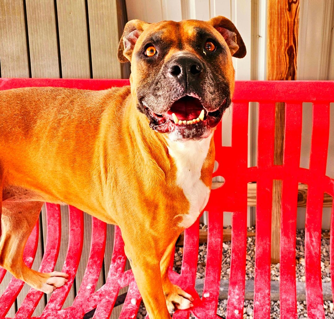 Darcy, an adoptable Boxer, Staffordshire Bull Terrier in Lowell, AR, 72745 | Photo Image 2