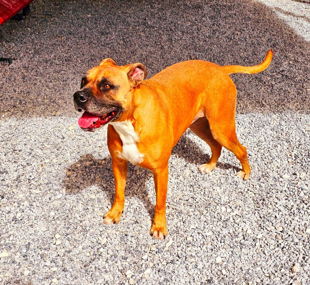 Darcy, an adoptable Boxer, Staffordshire Bull Terrier in Lowell, AR, 72745 | Photo Image 3