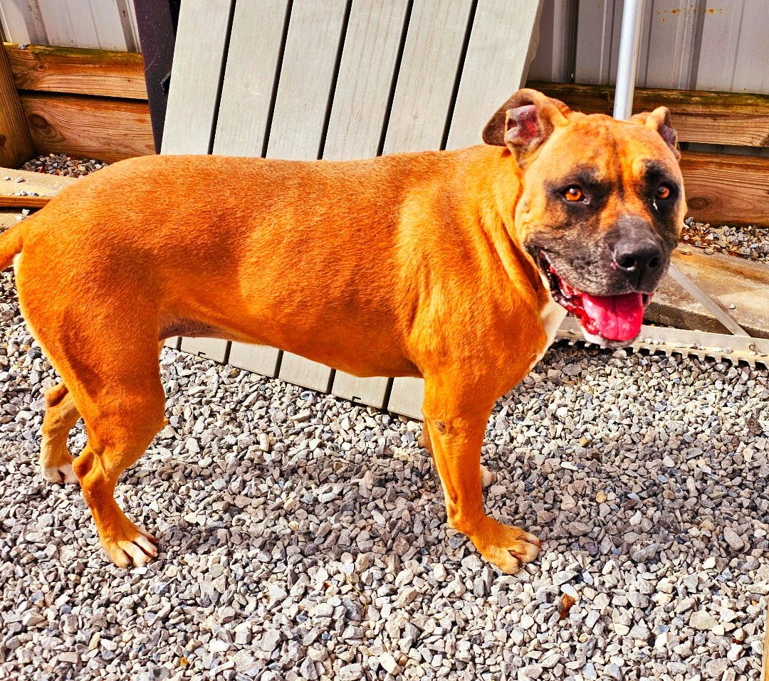 Darcy, an adoptable Boxer, Staffordshire Bull Terrier in Lowell, AR, 72745 | Photo Image 5