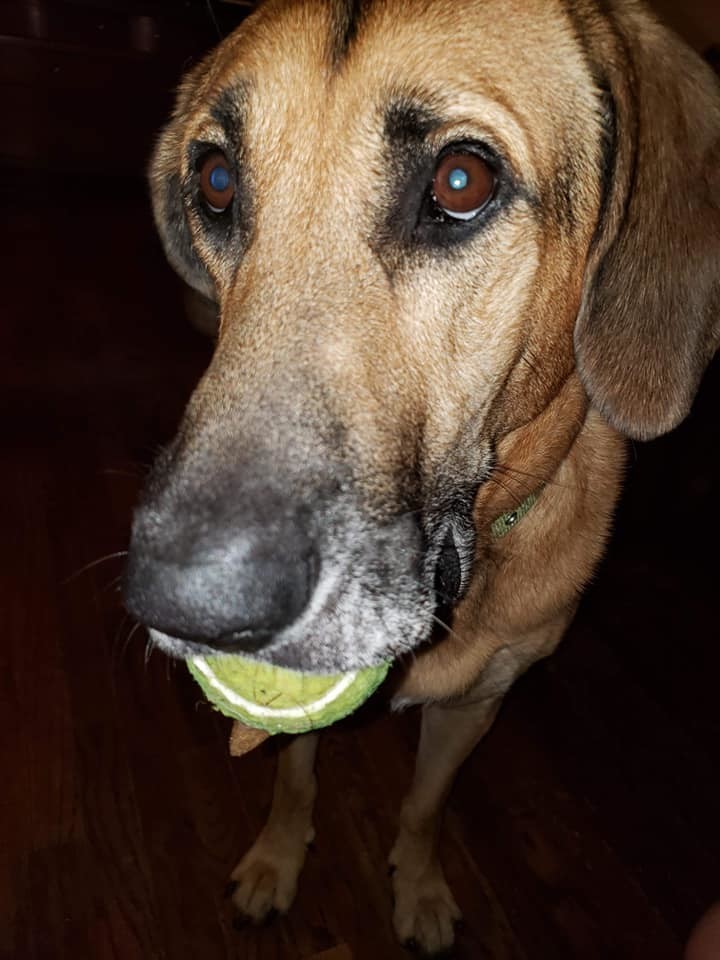 Dog For Adoption Copper A Hound Mix In Waterloo Ia Petfinder