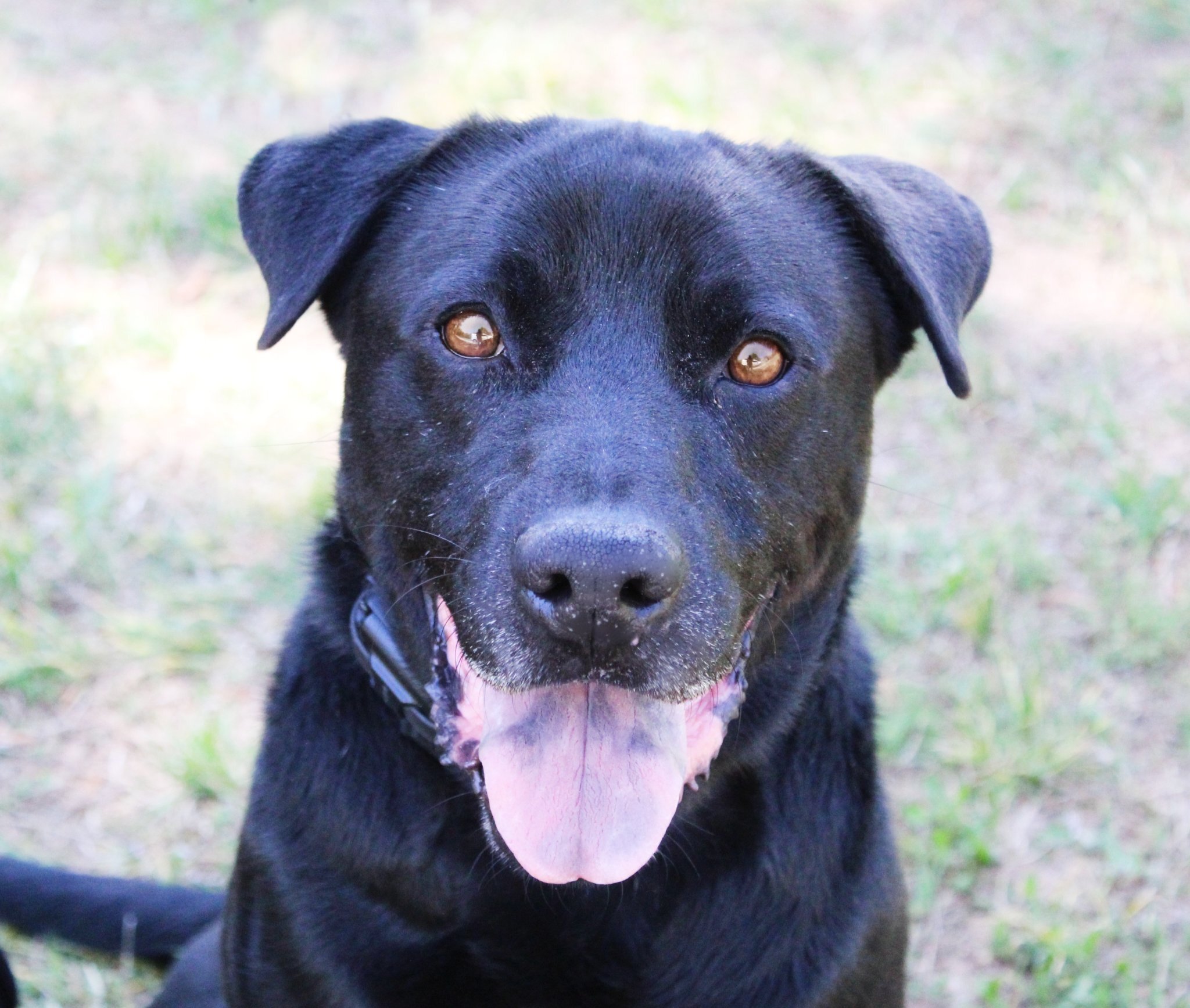 Jett, an adoptable Labrador Retriever in Cumming, GA, 30040 | Photo Image 1