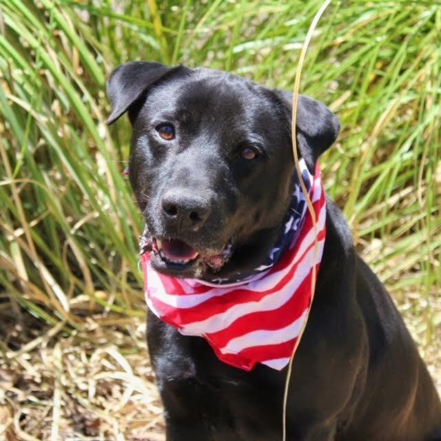 Jett, an adoptable Labrador Retriever in Cumming, GA, 30040 | Photo Image 2