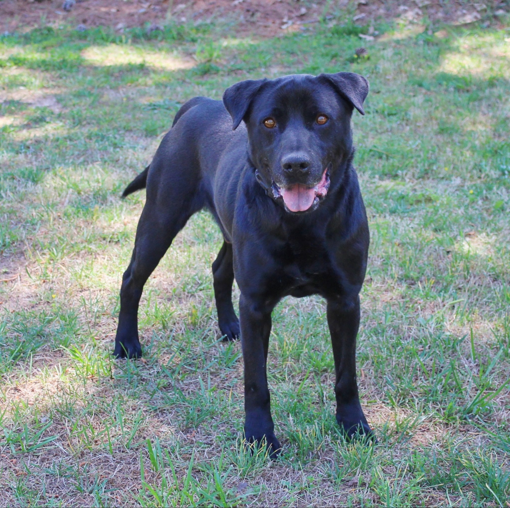Jett, an adoptable Labrador Retriever in Cumming, GA, 30040 | Photo Image 3