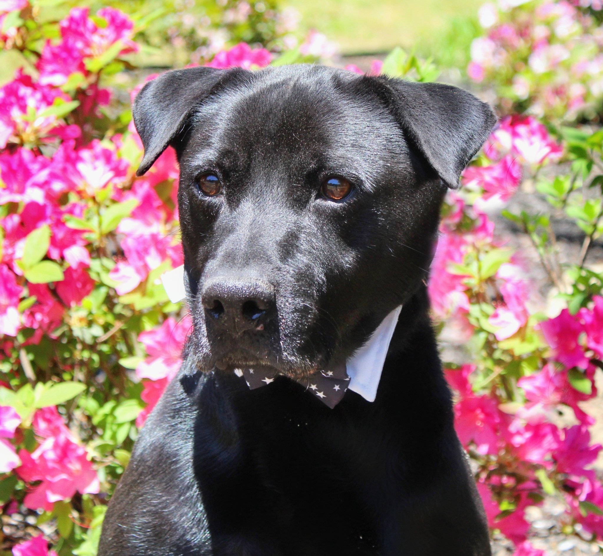 Jett, an adoptable Labrador Retriever in Cumming, GA, 30040 | Photo Image 5