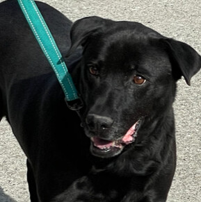Jett, an adoptable Labrador Retriever in Cumming, GA, 30040 | Photo Image 6