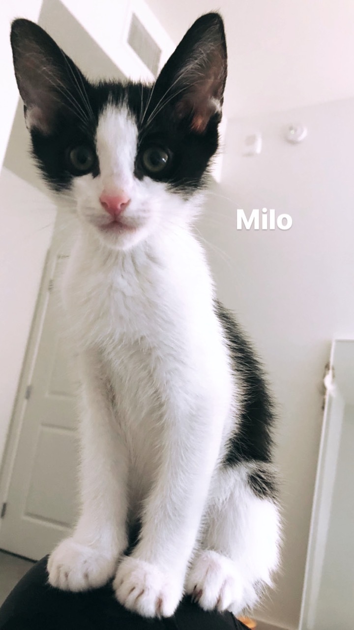 Milo detail page