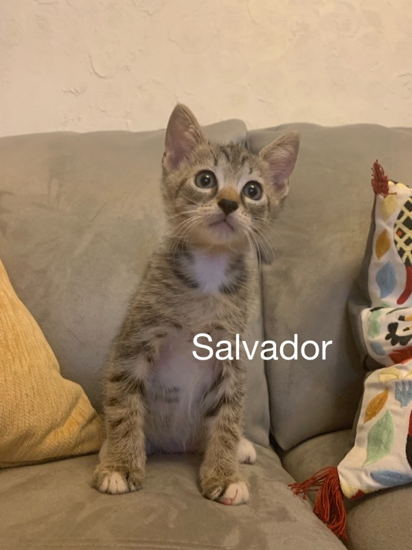 Salvador, an adopted Tabby & Domestic Short Hair Mix in Miami, FL_image-1